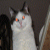 :iconsilverwolffang: