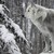 :iconsilverwolfinsanity: