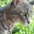 :iconsilverwolfraya: