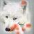 :iconsilverwolfsrain: