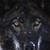 :iconsilverxbullet91:
