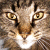 :iconsilvery-dragon: