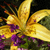 :iconsilvery-lily-stock: