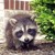 :iconsilveryraccoon: