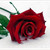:iconsilviawhite: