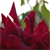 :iconsimarcsfat: