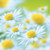 :iconsimilaytr: