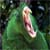 :iconsimiorql: