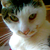 :iconsimoneyo: