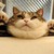 :iconsimple-type: