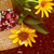 :iconsimplementfresco: