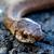:iconsimplesarcasm: