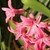 :iconsimplespring: