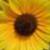 :iconsimplewonders: