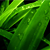:iconsimplex21: