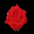 :iconsimplisticwords: