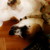 :iconsimply-v: