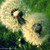 :iconsimply-veronica: