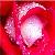 :iconSimplyRoses: