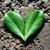 :iconsimplyvibrant:
