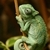 :iconsincol: