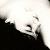 :iconsing-sing-allday: