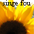:iconsinge-fou: