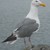 :iconsingingdreamphotos: