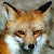 :iconsinner-of-anger: