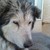 :iconsinpendragon: