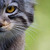 :iconsionnachrua: