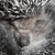 :iconsir-ose:
