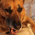 :iconsir-shroom: