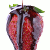 :iconsirade: