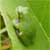 :iconsirail: