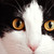 :iconsirasphyxiation: