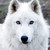:iconsirawolfe: