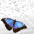 :iconsirborisss: