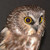:iconsirinbird: