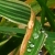 :iconsirius-altair: