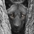 :iconsirius-black-grim: