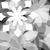 :iconsirius-graphic: