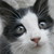 :iconsiriusaddicted: