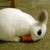 :iconsirkamuilucifer: