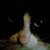 :iconsiroph17: