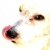 :iconsirpecangum: