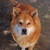 :iconsiruku12: