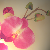 :iconsisistar: