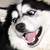 :iconsiskathehusky: