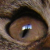 :iconsisowa: